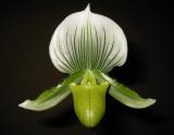 Paphiopedalum hybrid