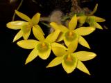 Dendrobium senile