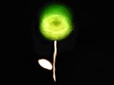 light rose