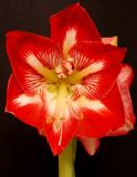 Christmas Amaryllis