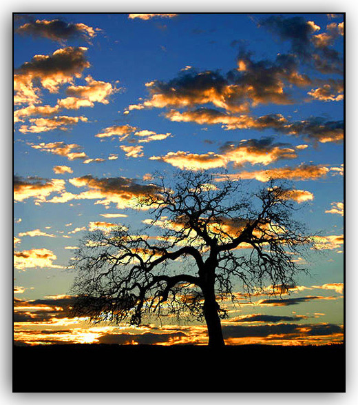 Old Blue Oak (Quercus douglasii)