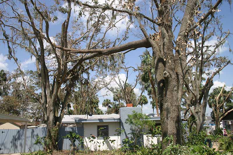 Hurricane Charley*