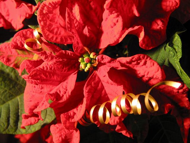 Xmas