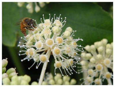 Busy Bee.jpg