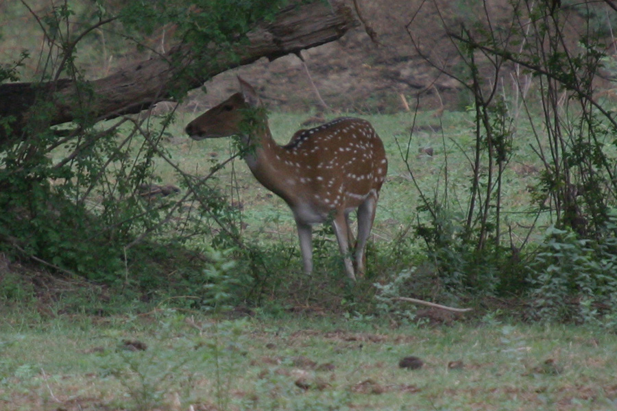 IMG_6598.JPG