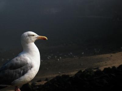 A Cornish Bird