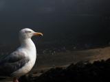 A Cornish Bird