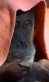 Deep in Blanket