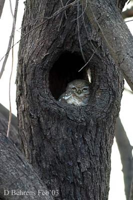 Spotted-Owlet.jpg