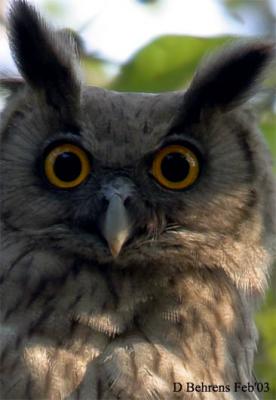 Dusky-Eagle-Owl-male-face.jpg