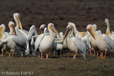 Great-White-Pelicans-rest.jpg