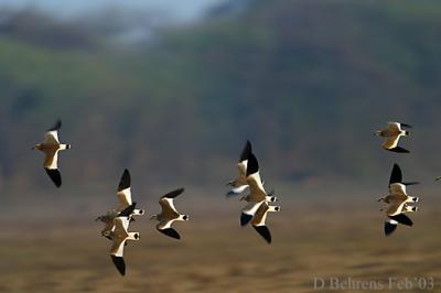 Grey-headed-Lapwing.jpg