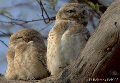 Spotted-Owlets.jpg