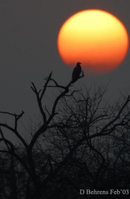 Eagle-Sunset.jpg