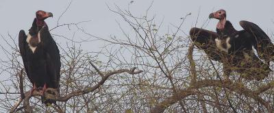 Red Headed Vultures.jpg