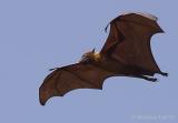 Flying-Fox-flying.jpg