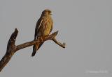 Common-Kestrel.jpg
