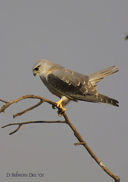 Black Shouldered Kite_.jpg