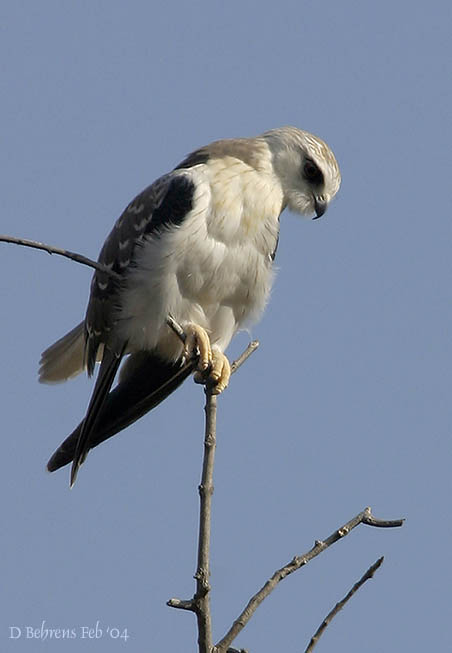 Black-Shouldered-Kite.jpg
