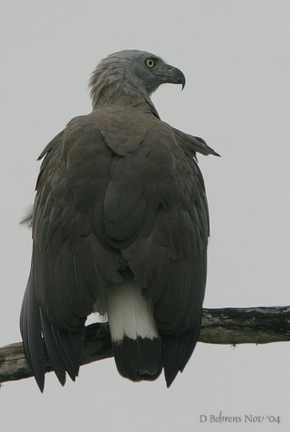 Grey-headed Fish Eagle.jpg