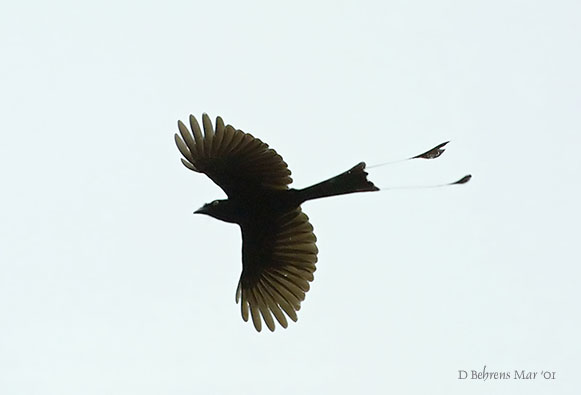 Racket-tail Drongo.jpg