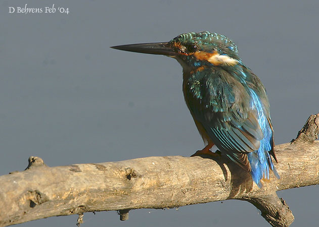 Blyths-Kingfisher.jpg