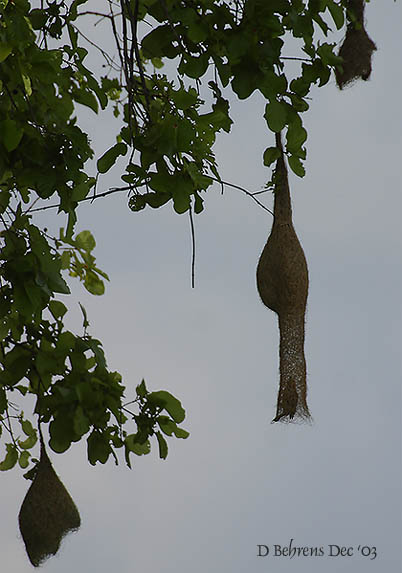 Baya weaver flying into nest.jpg