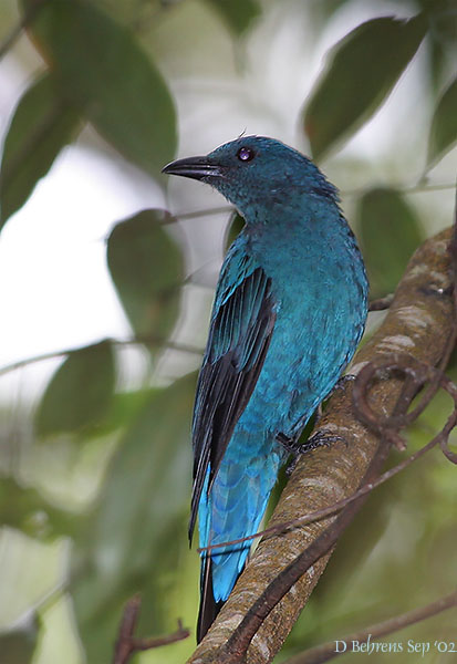 Asian Fairy Bluebird fem.jpg