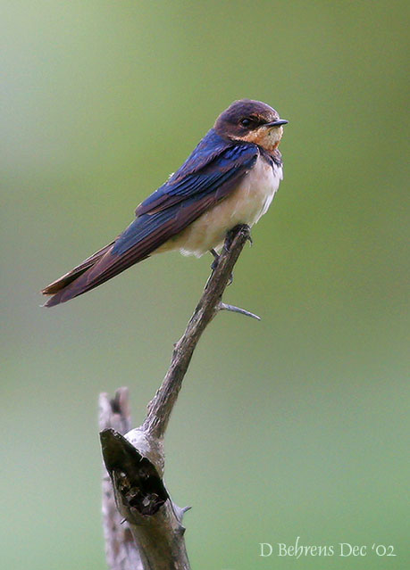 Barn Swallow_.jpg