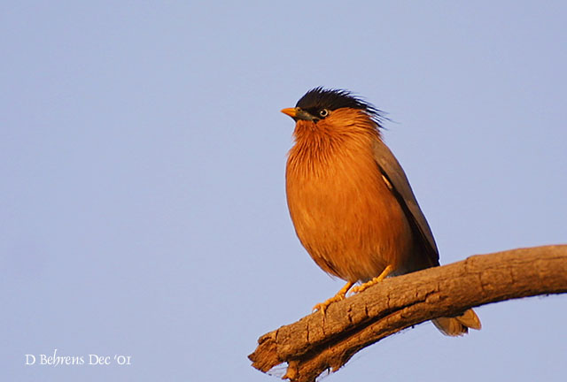 Brahiminy Myna 2 copy.jpg