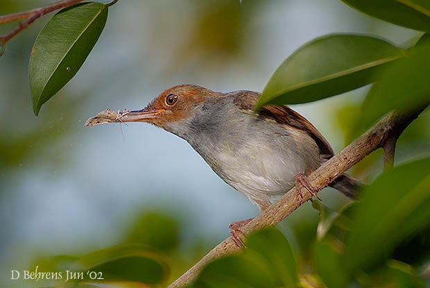 Common Taylorbird.jpg