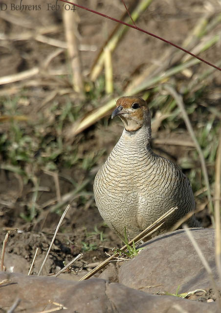 Grey-Francolin_.jpg
