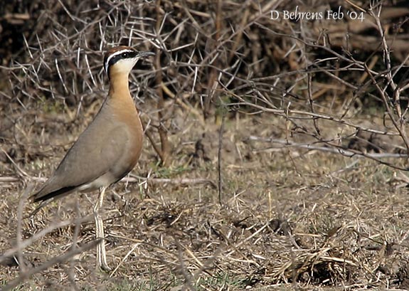 Indian Courser.jpg