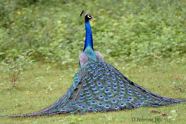 Indian Peafowl strutting.jpg