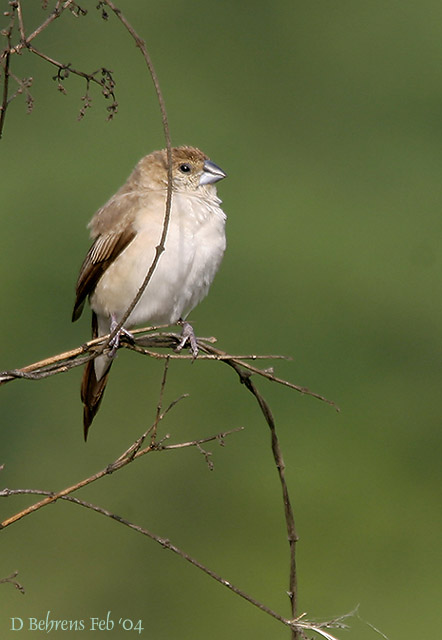 Indian-Silverbill.jpg