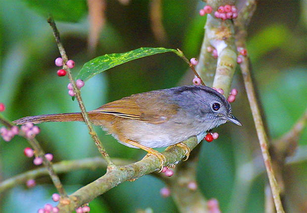 Mountain Fulvetta.jpg