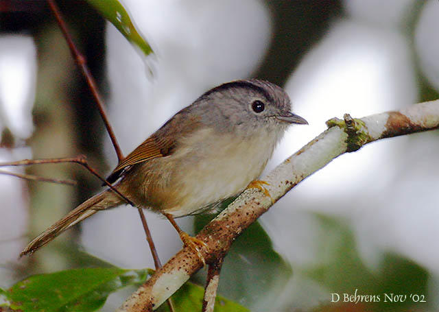 Mountain-Fulvetta.jpg