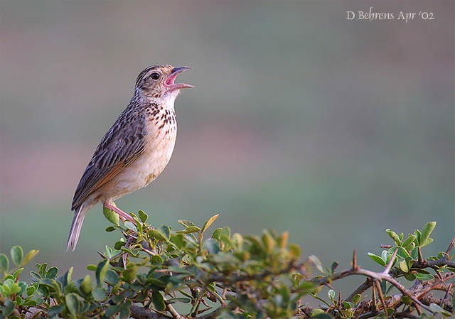 Paddyfield Pipet.jpg