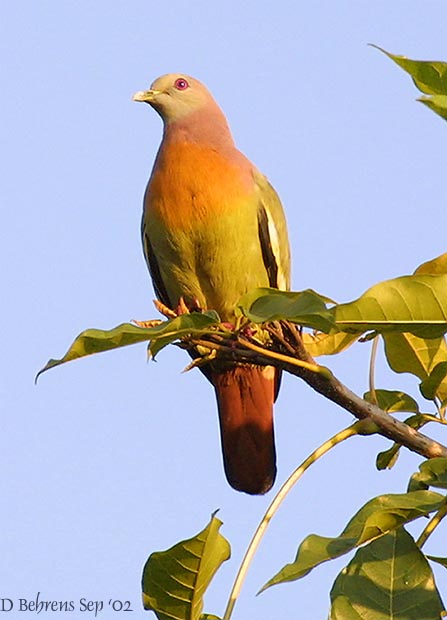 Pink-necked Green Pigeon.jpg