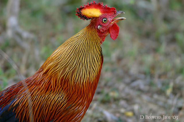 Sri Lanka Jungle-Fowl.jpg