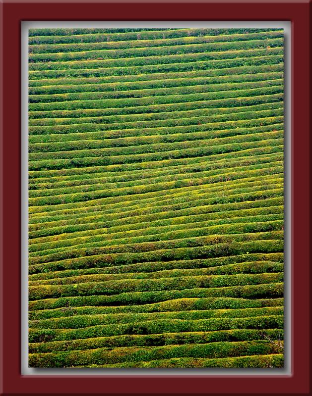 Green Tea Field