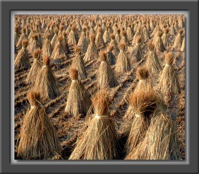 Autumn Rice Straw