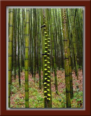 Bamboo w/Leaf Steps