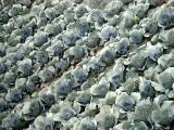 Kimchee Cabbage Field