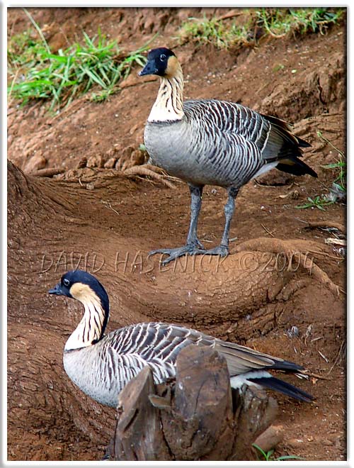 Nene - Hawaii State Bird