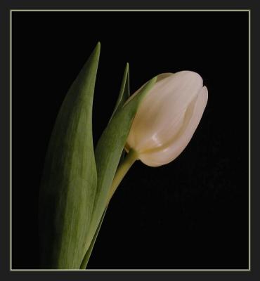 white tulip1.jpg