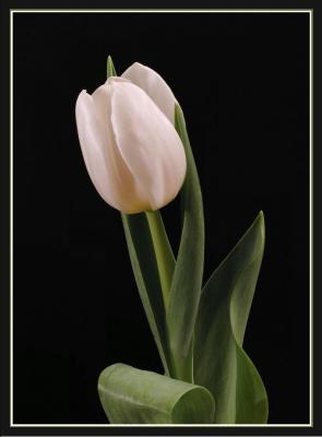 white tulip two 1.jpg