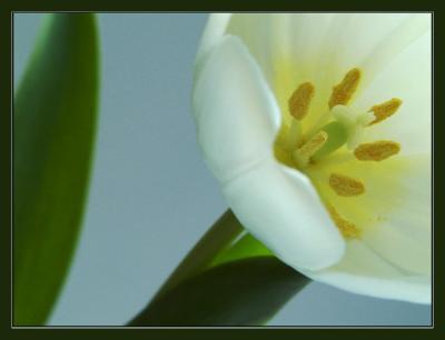 white tulip grand opening1.jpg
