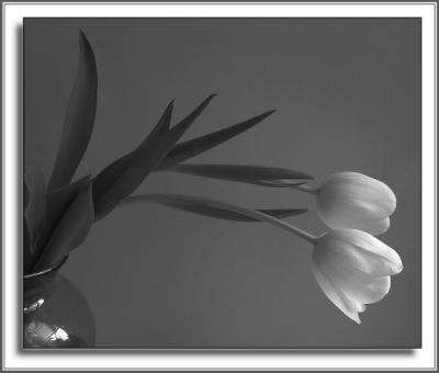 white tulips in the wind1.jpg