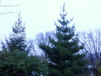u20/demorcan/medium/36625737.PinesHardwoods.jpg